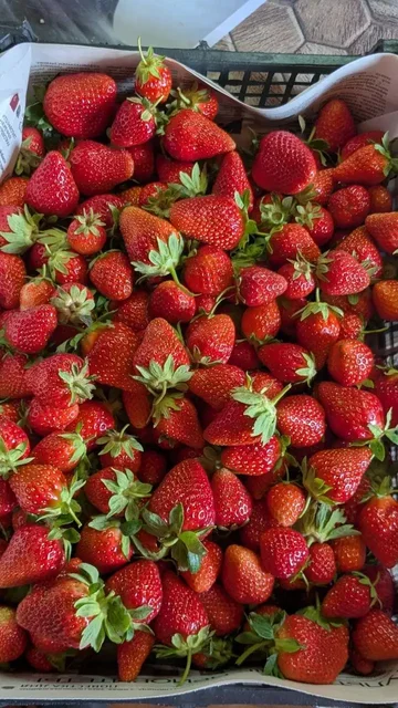 Продажа свежей клубники - частное объявление в Самара