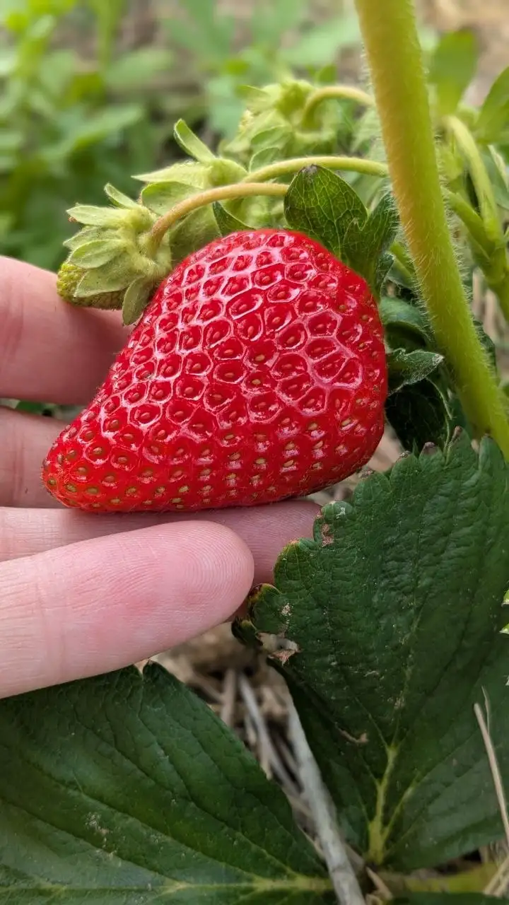 Продажа свежей клубники - Фрукты и ягоды (Продукты) в Самара