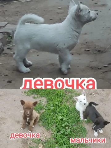 Продажа котят от мамы Хаски - частное объявление в Малая Малышевка