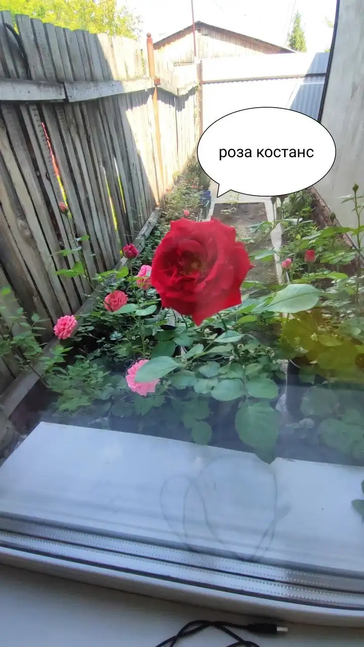 Продажа роз в горшках - Хобби и отдых в Самара