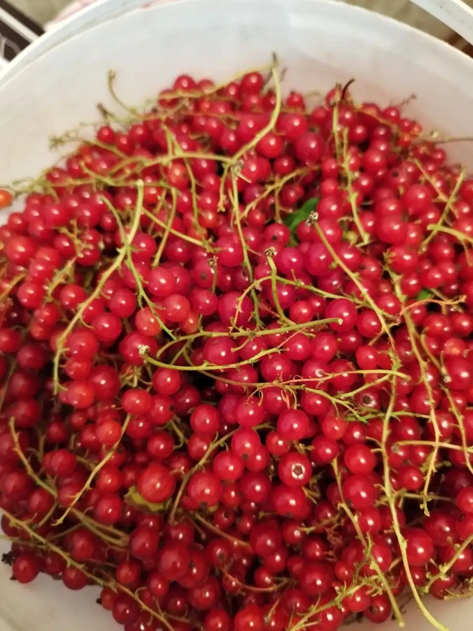 Продам красную смородину - Продукты в Тольятти