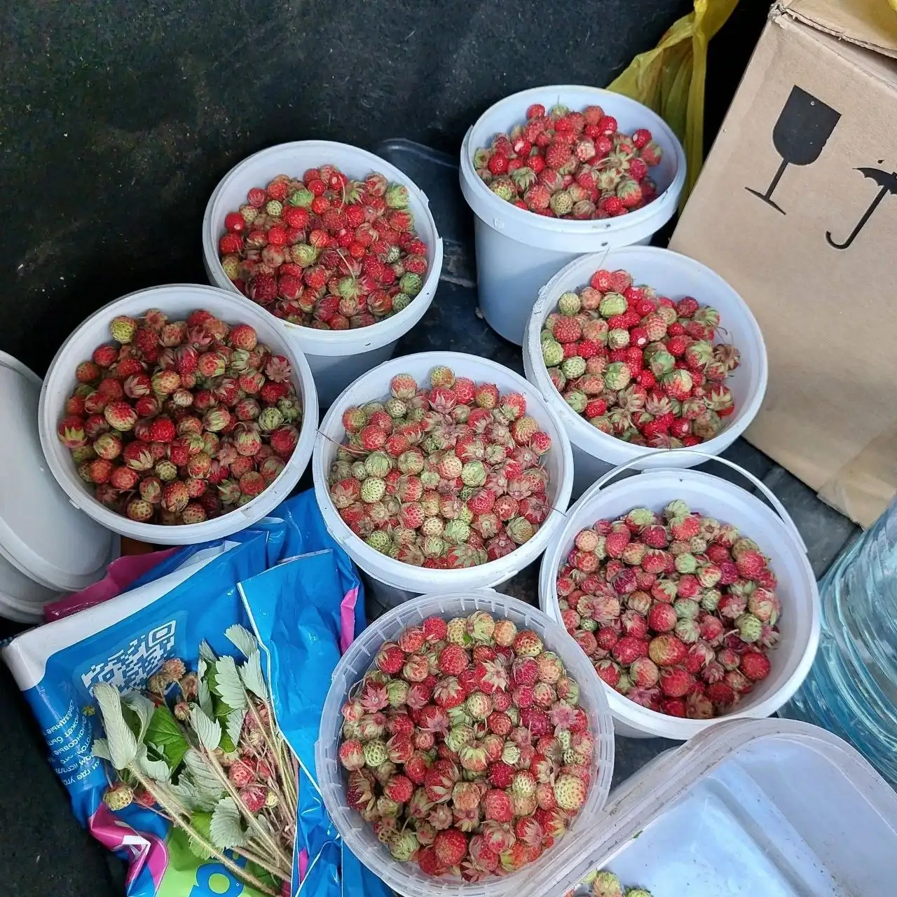 Продажа ягод и трав в Самаре - Сад и огород (Хобби и отдых) в Самара