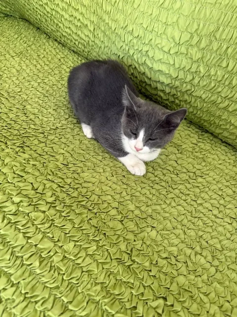 Отдам котят в добрые руки - Животные в Самара