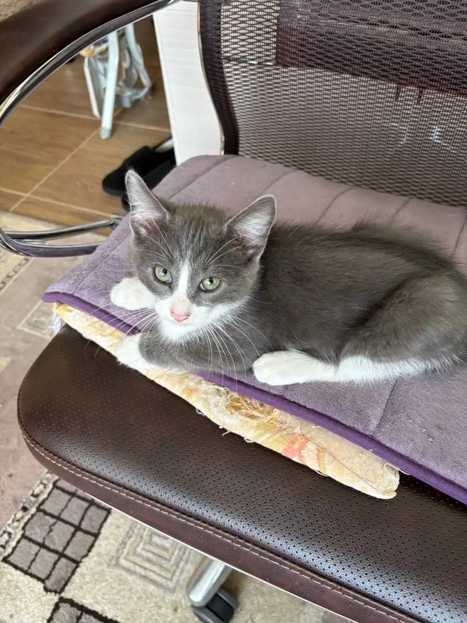 Отдам котят в добрые руки - Кошки (Животные) в Самара
