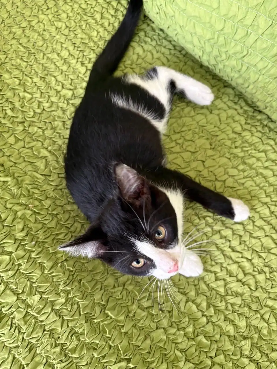 Отдам котят в добрые руки - Кошки (Животные) в Самара