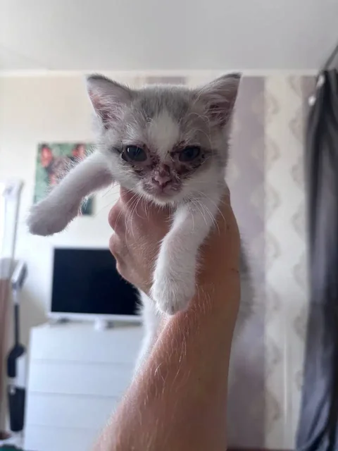 Котёнок ищет дом - Животные в Самара