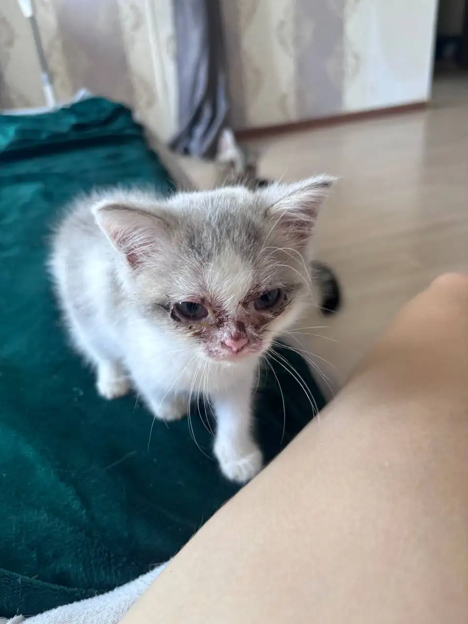Котёнок ищет дом - Кошки (Животные) в Самара