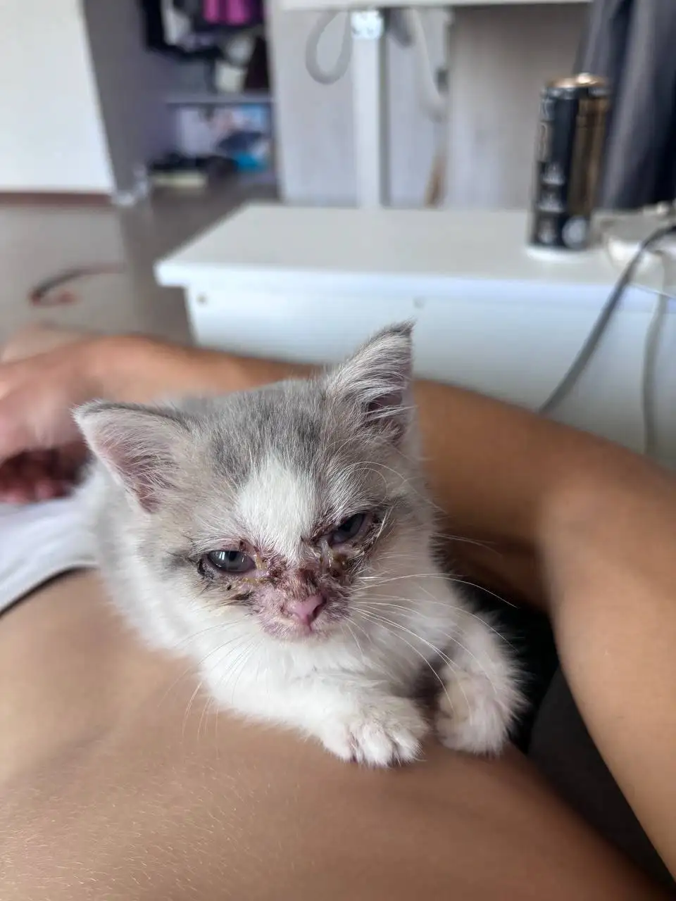Котёнок ищет дом - Кошки (Животные) в Самара