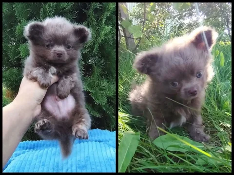 Щенок чихуахуа лиловый, мальчик, 2 месяца - Щенки в Тольятти