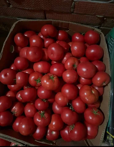 Продам домашние помидоры, сладкие - частное объявление в Самара