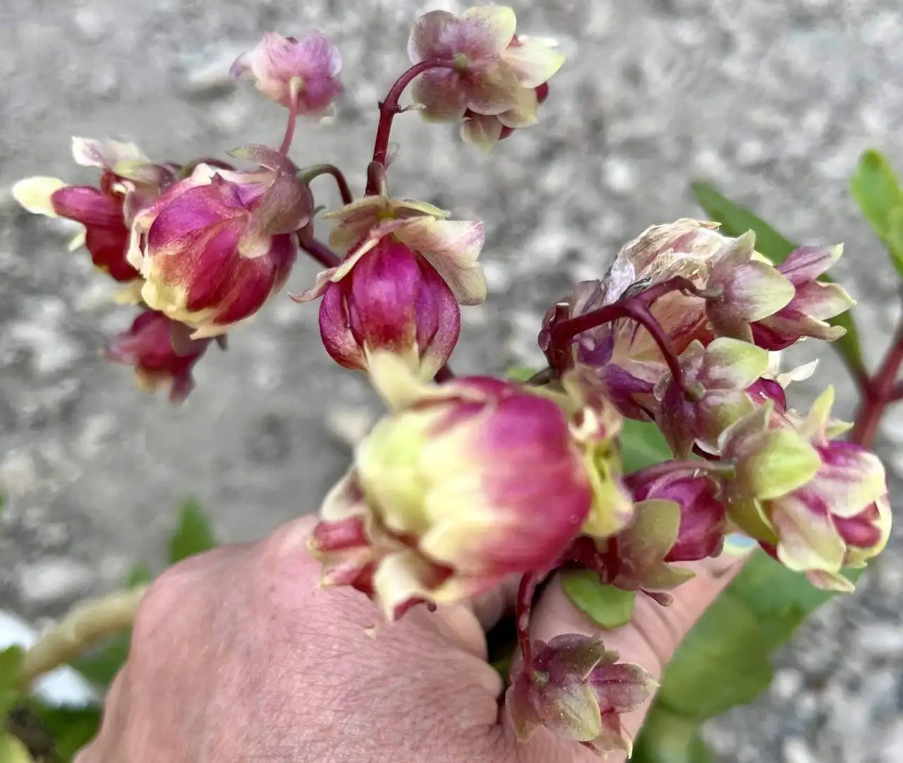 Каланхоэ махровый — черенки и укорененные растения - Комнатные растения (Хобби и отдых) в Новокуйбышевск
