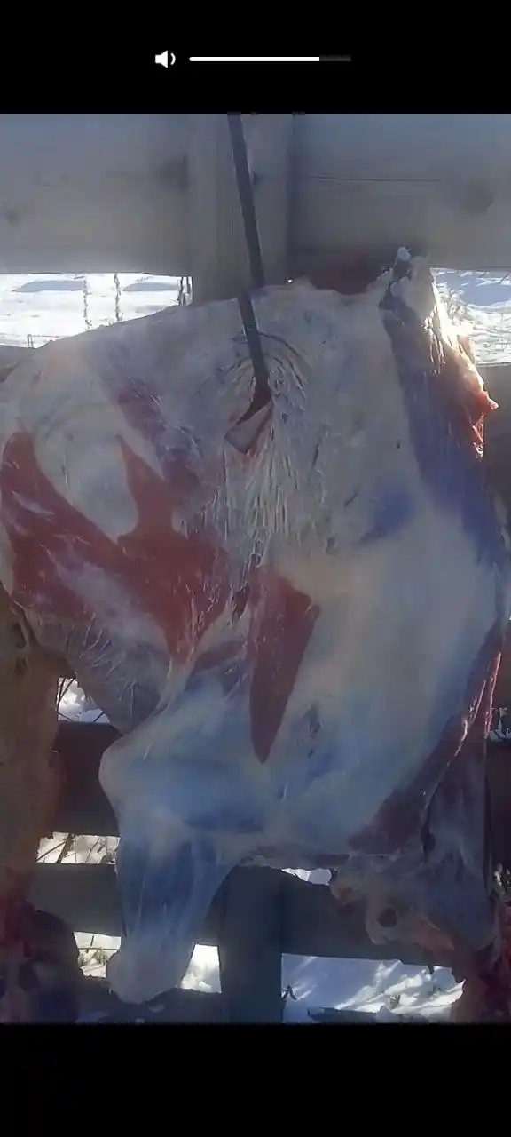 Продажа мяса телки и быка