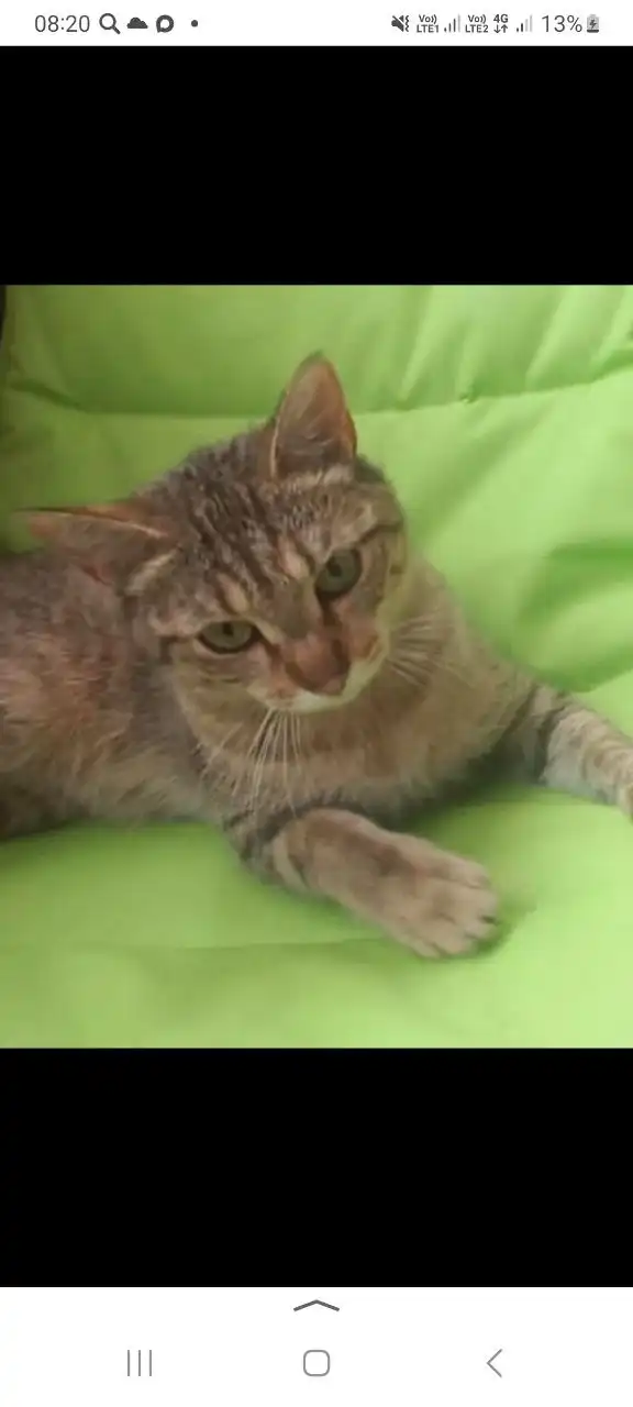 Котик Боцман ищет дом