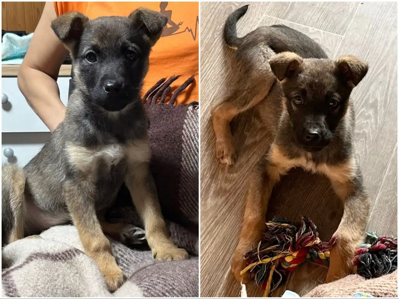 Ищет дом маленькая девочка-щенок