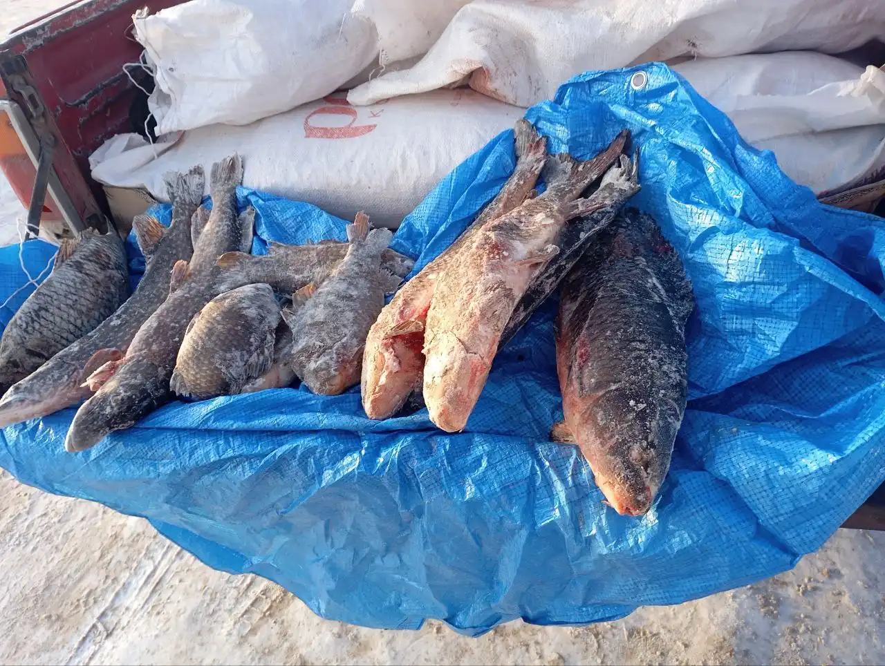 Продажа речной рыбы с реки Баргузин