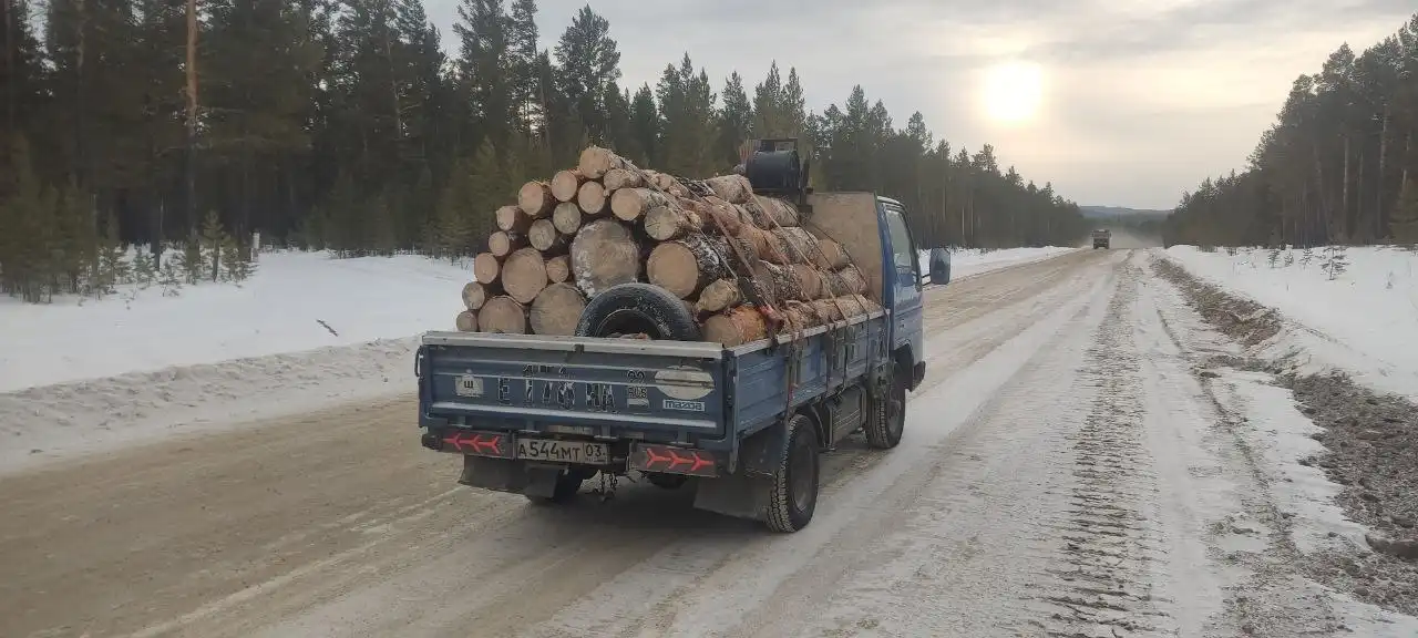 Дрова сырые и полусырые, сосна, 6 рядов