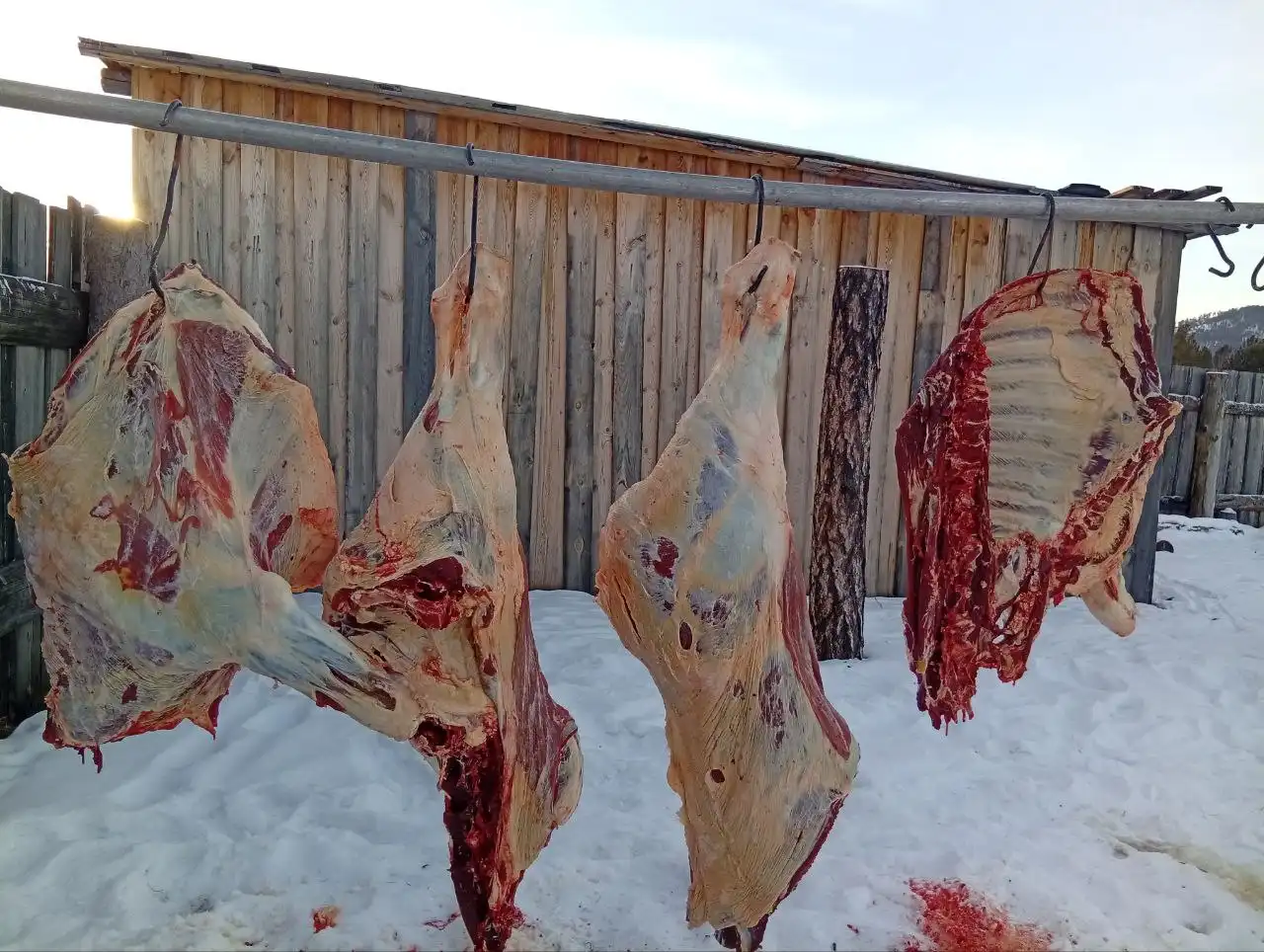 Продажа мяса бычка 1,8 л.