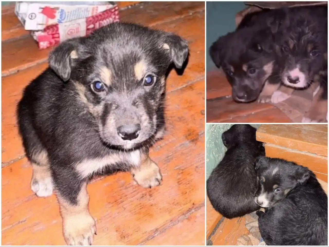 Срочная помощь щенкам в Улан-Удэ