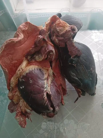 Осергие конское - Барахолка в Улан-Удэ