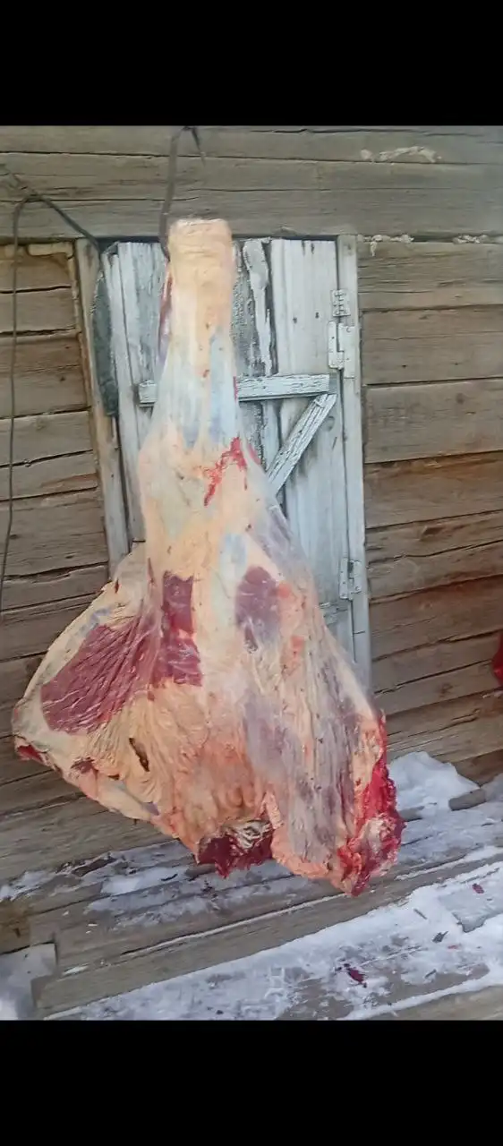 Продажа мяса молодого скота из Бурятии