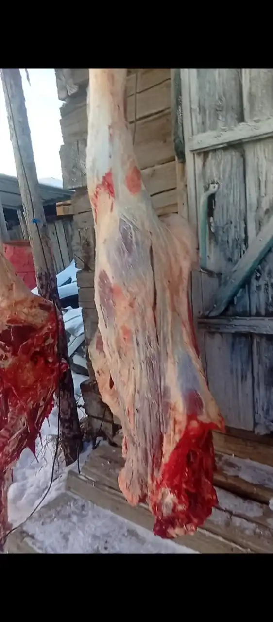 Продажа мяса молодого скота из Бурятии