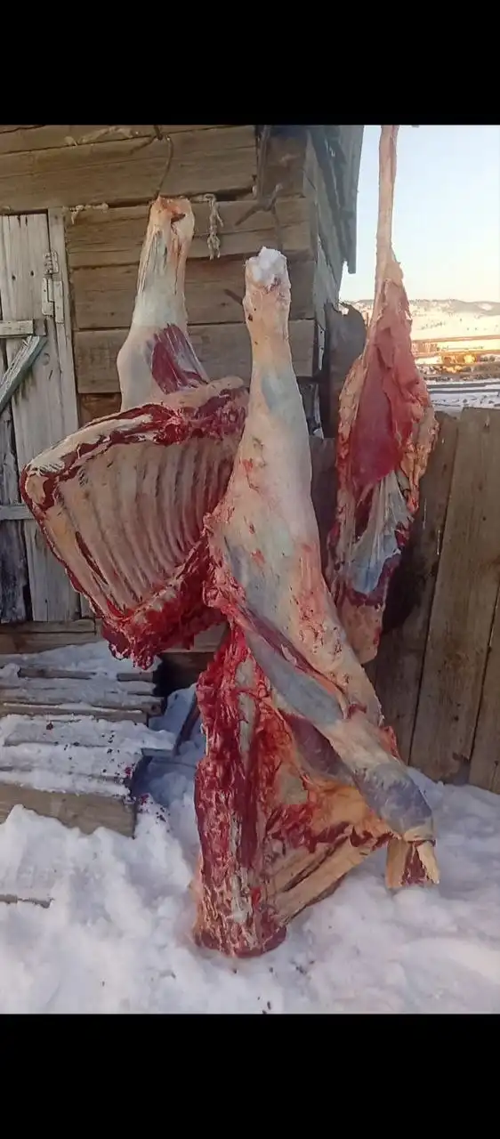 Продажа мяса молодого скота из Бурятии