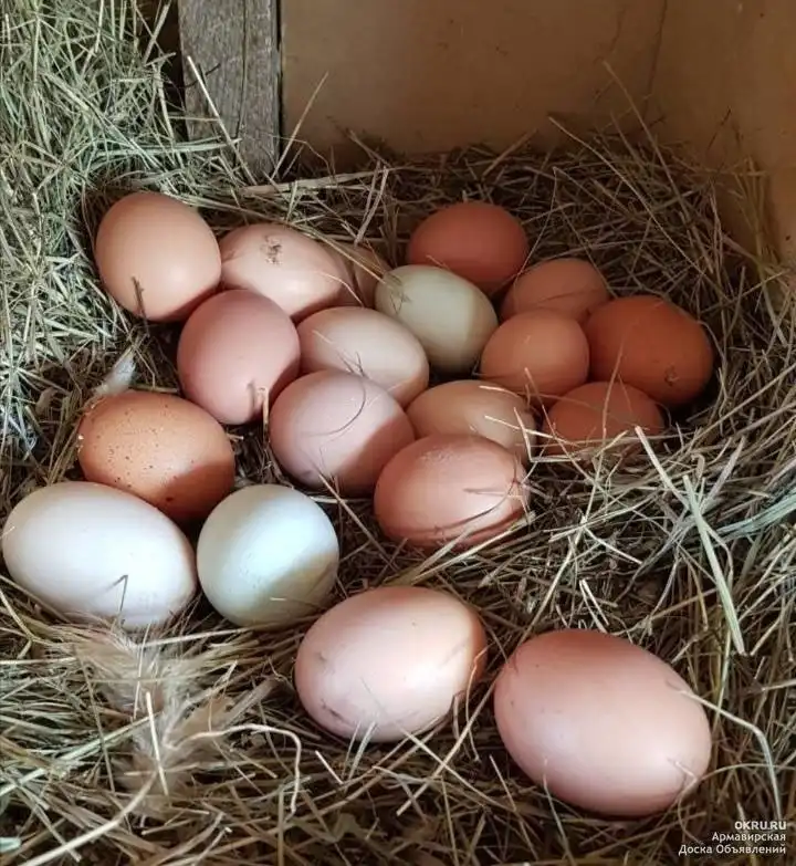 Продам домашние яйца от молодых кур - Продукты питания (Барахолка) в Нижний Саянтуй