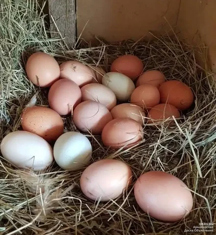 Продам домашние яйца от молодых кур - Продукты питания в Нижний Саянтуй