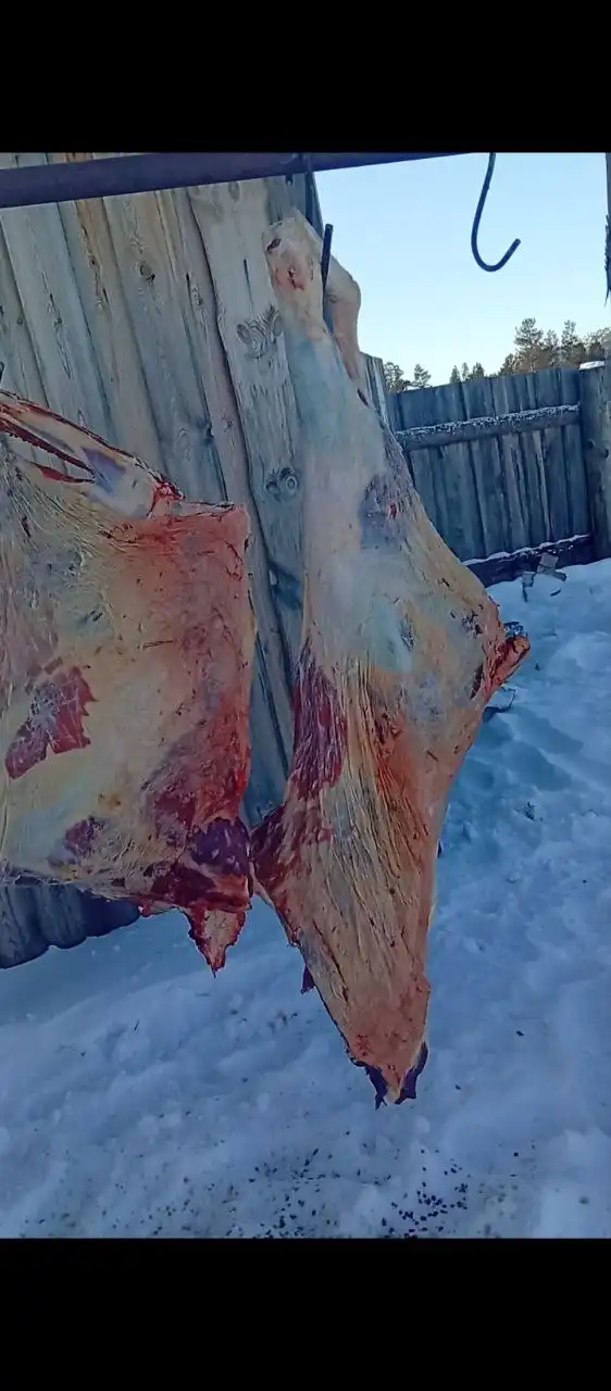 Продажа стегна молодых кастрированных бычков - Мясо (Барахолка) в Улан-Удэ