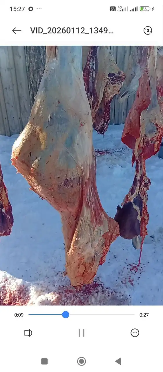 Продажа стегна молодых кастрированных бычков - Мясо (Барахолка) в Улан-Удэ