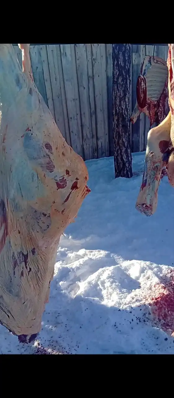 Продажа стегна молодых кастрированных бычков - Мясо (Барахолка) в Улан-Удэ