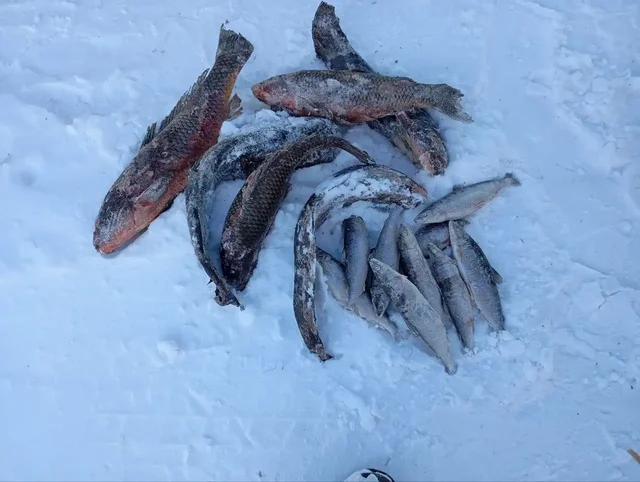 Свежая рыба с реки Баргузин и севера Бурятии - Объявления в Улан-Удэ