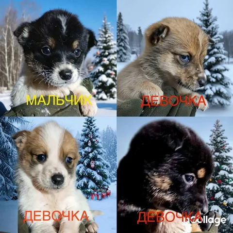 Ищу дом для щенков в Улан-Удэ - Передержка животных в Улан-Удэ