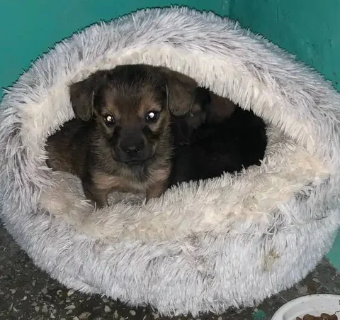 Щенята в Улан-Удэ - Передержка животных в Улан-Удэ