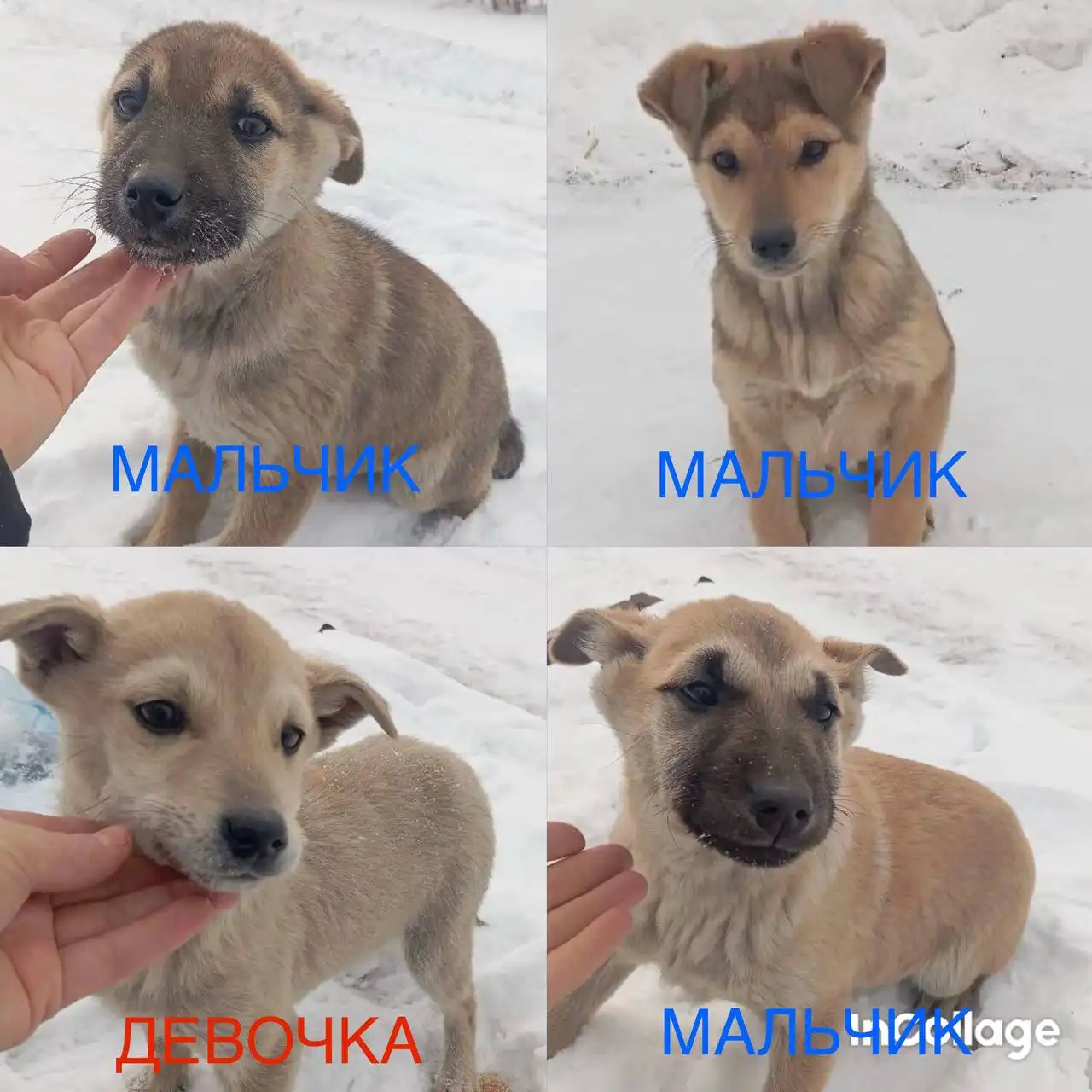 Щенки от уличной собаки в Улан-Удэ - Собаки (Животные) в Улан-Удэ