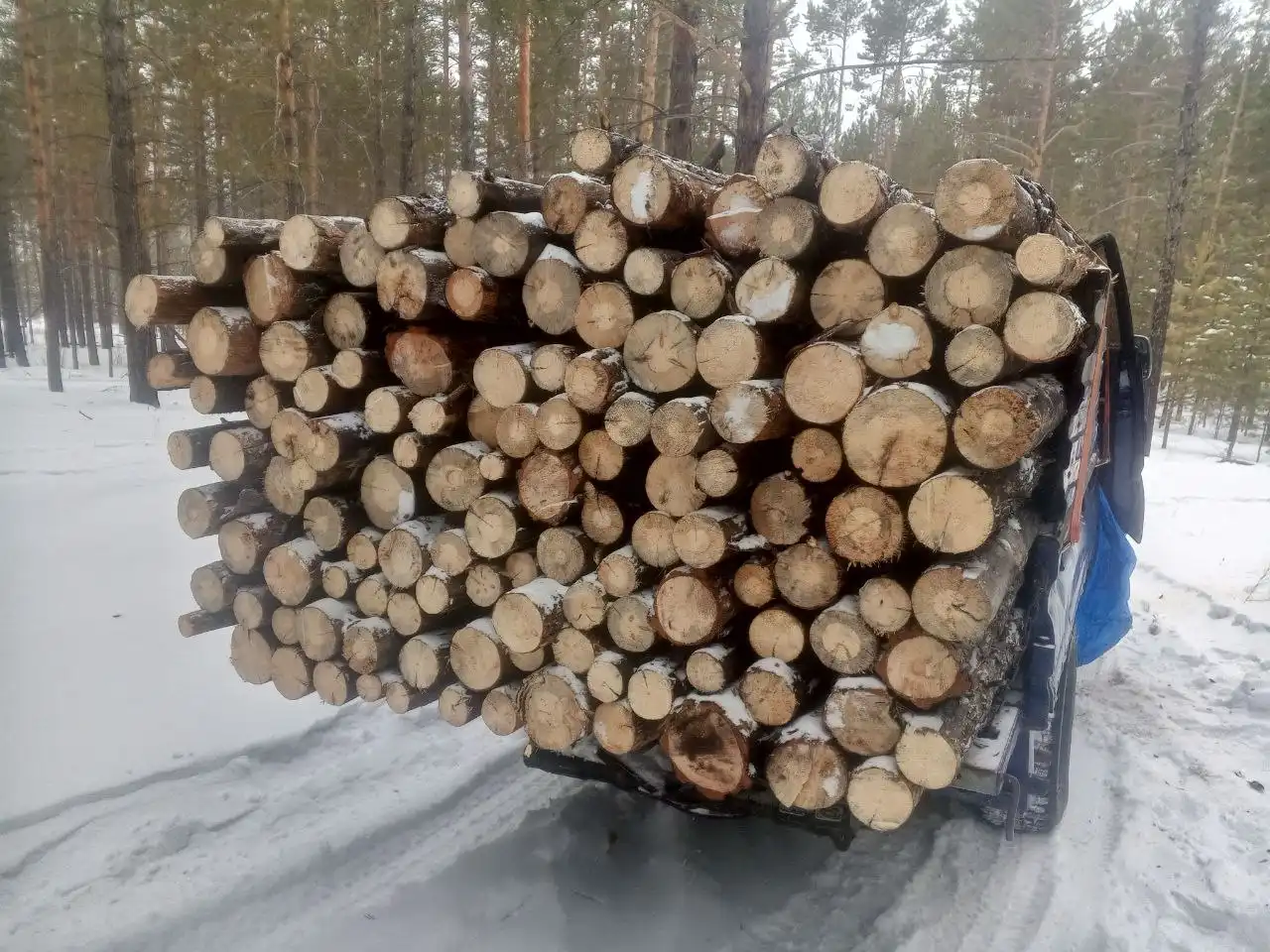 Сосна и лиственница сухие 2.5 метра - Барахолка в Улан-Удэ