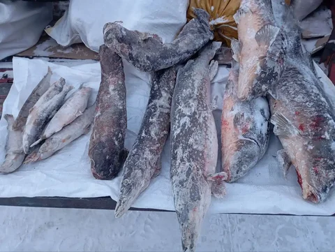 Свежая рыба с Баргузинского и Баунтовского районов - Подарки и сувениры в Улан-Удэ