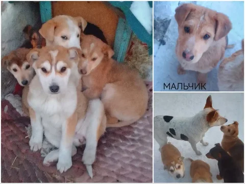 Пристройство собаки с щенками в Улан-Удэ - Передержка животных в Улан-Удэ