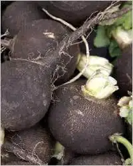 Редька черная, белая, зеленая - Подарки и сувениры в Улан-Удэ