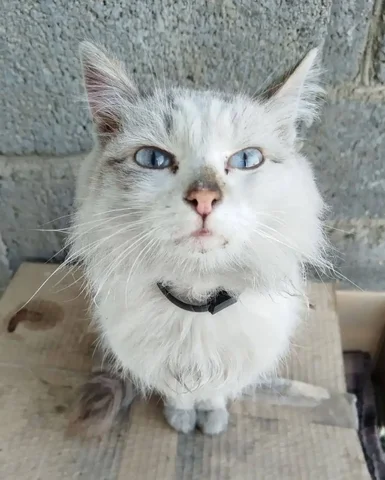 Отдам кошку в добрые руки в Улан-Удэ - Найденные животные в Улан-Удэ