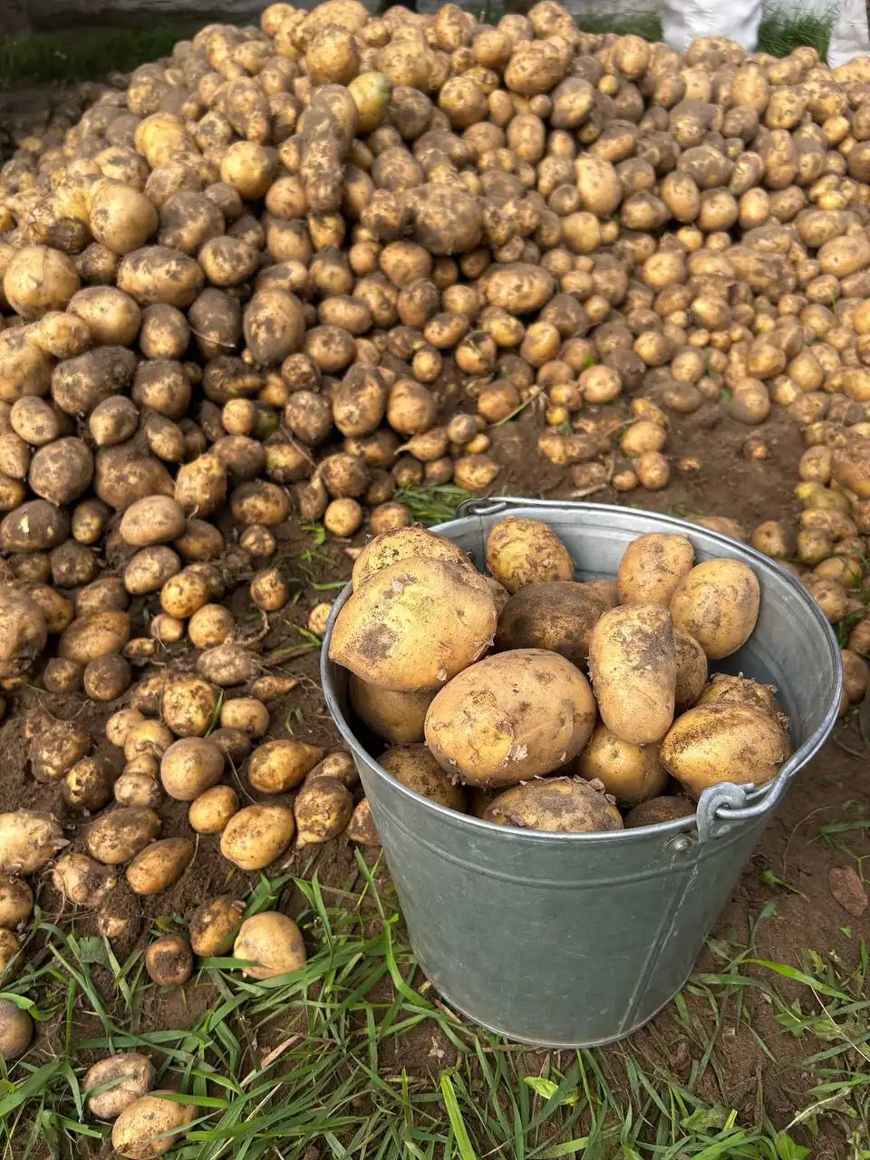 Картофель домашний село Подлопатки - Продукты питания (Барахолка) в Улан-Удэ