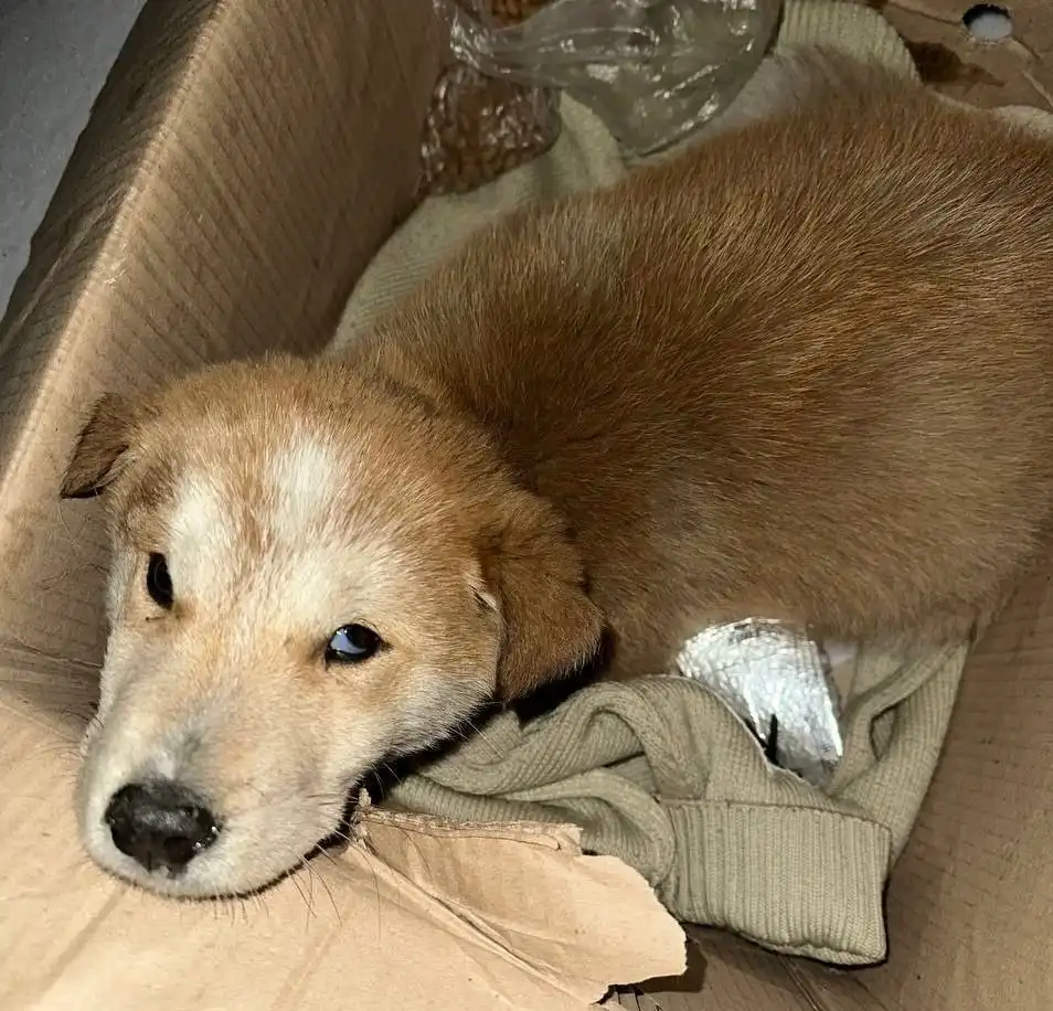 Поиск дома или передержки для щенка помеси хаски - Собаки (Животные) в Улан-Удэ