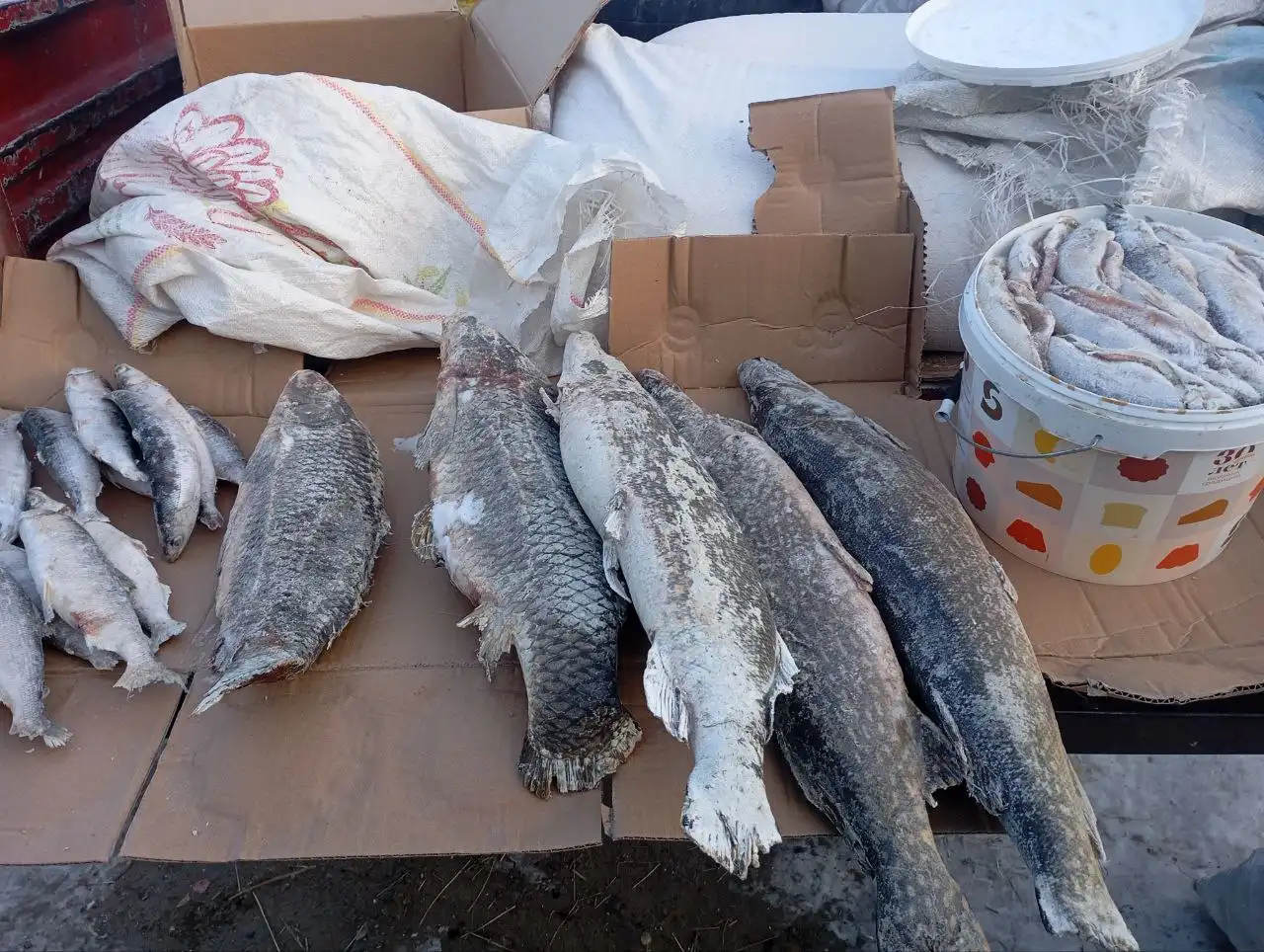 Свежая рыба из Бурятии с доставкой - Продукты питания (Барахолка) в Улан-Удэ