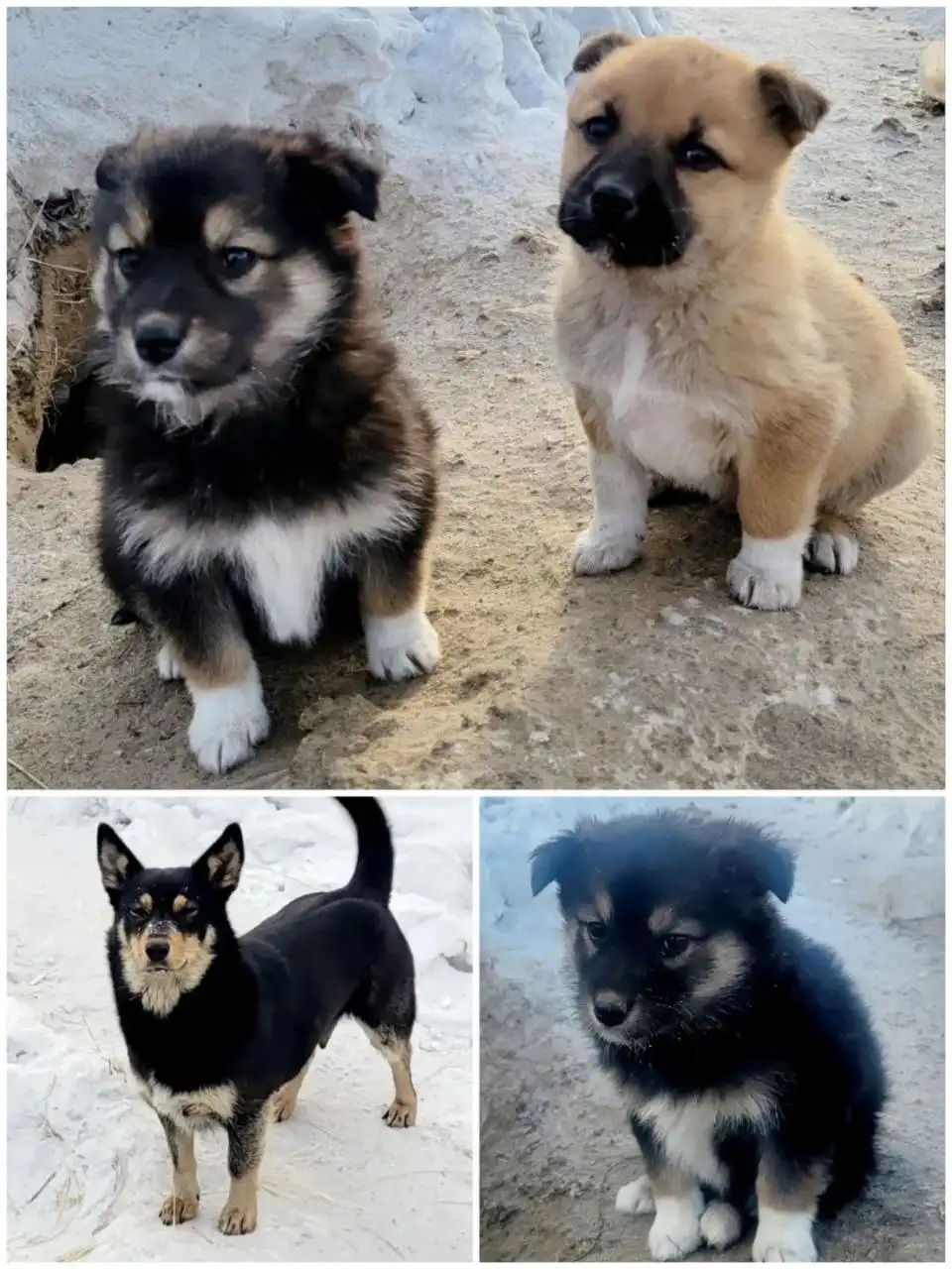 Щенки и собака-мама ищут дом в Улан-Удэ - Собаки (Животные) в Улан-Удэ