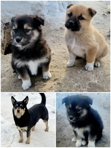 Щенки и собака-мама ищут дом в Улан-Удэ - Животные в Улан-Удэ