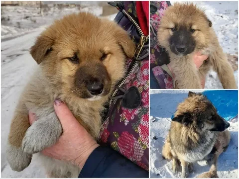 Щенки в добрые руки в Улан-Удэ - Животные в Улан-Удэ