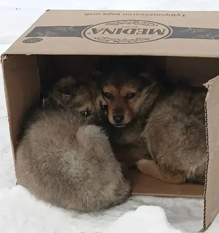 Щенки нуждаются в помощи в Улан-Удэ - Продукция животноводства в Улан-Удэ