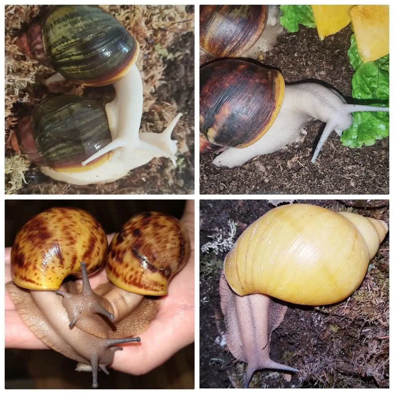 Улитята от шикарных архахатин и другие улитки - Улитки (Животные) в Улан-Удэ