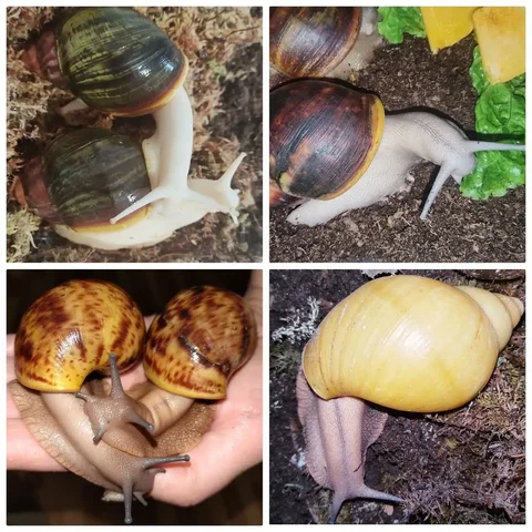 Улитята от шикарных архахатин и другие улитки - частное объявление в Улан-Удэ
