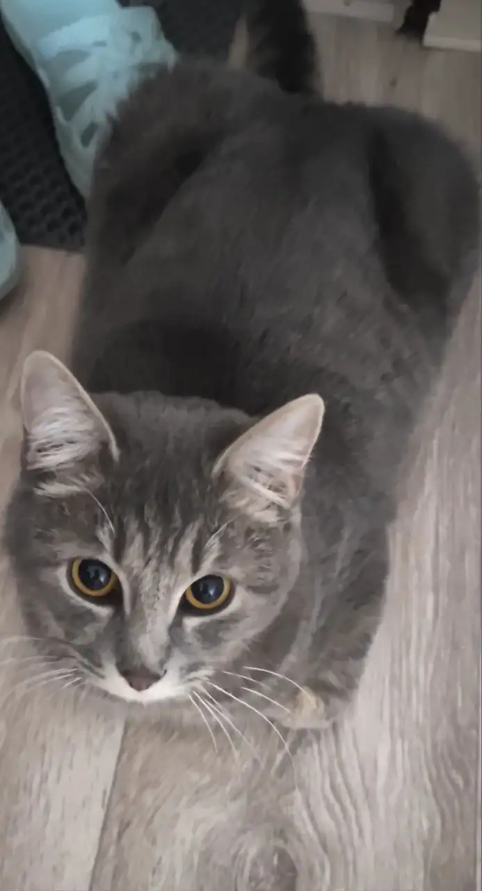 Котёнок 1 год в добрые руки - Кошки (Животные) в Улан-Удэ